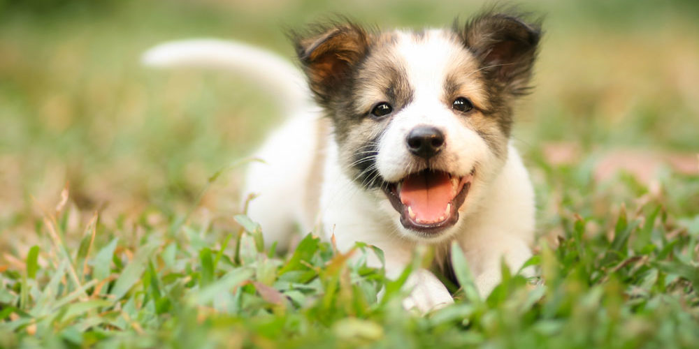 Puppy photo 2